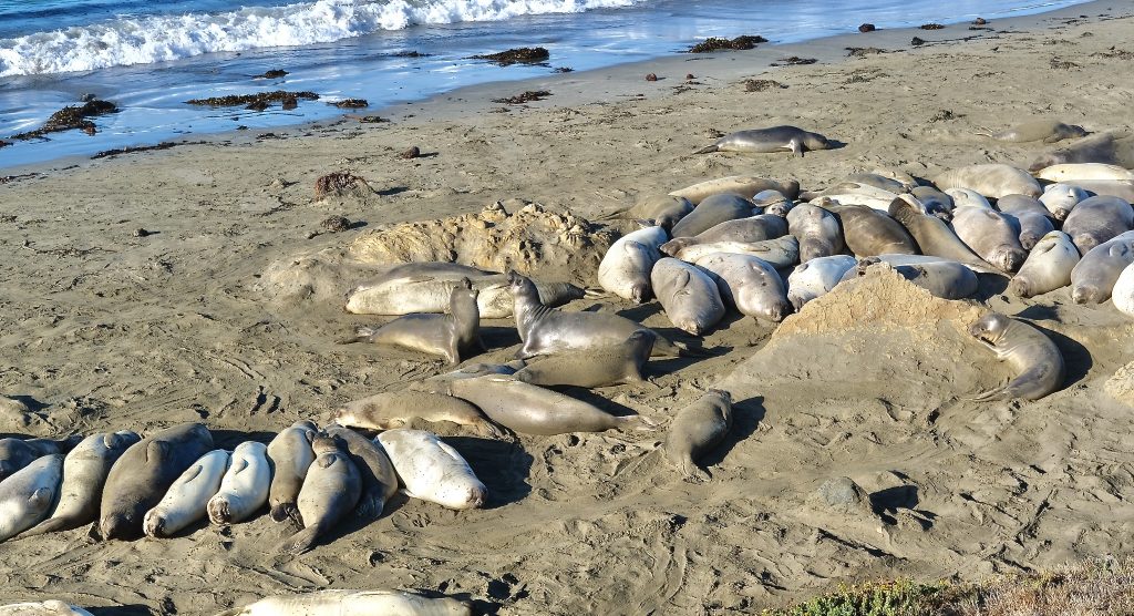 things to do in Big Sur
