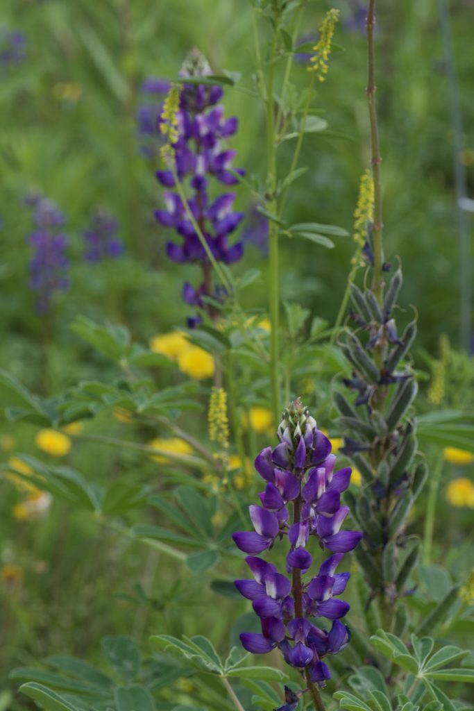 Desert Botanical Garden