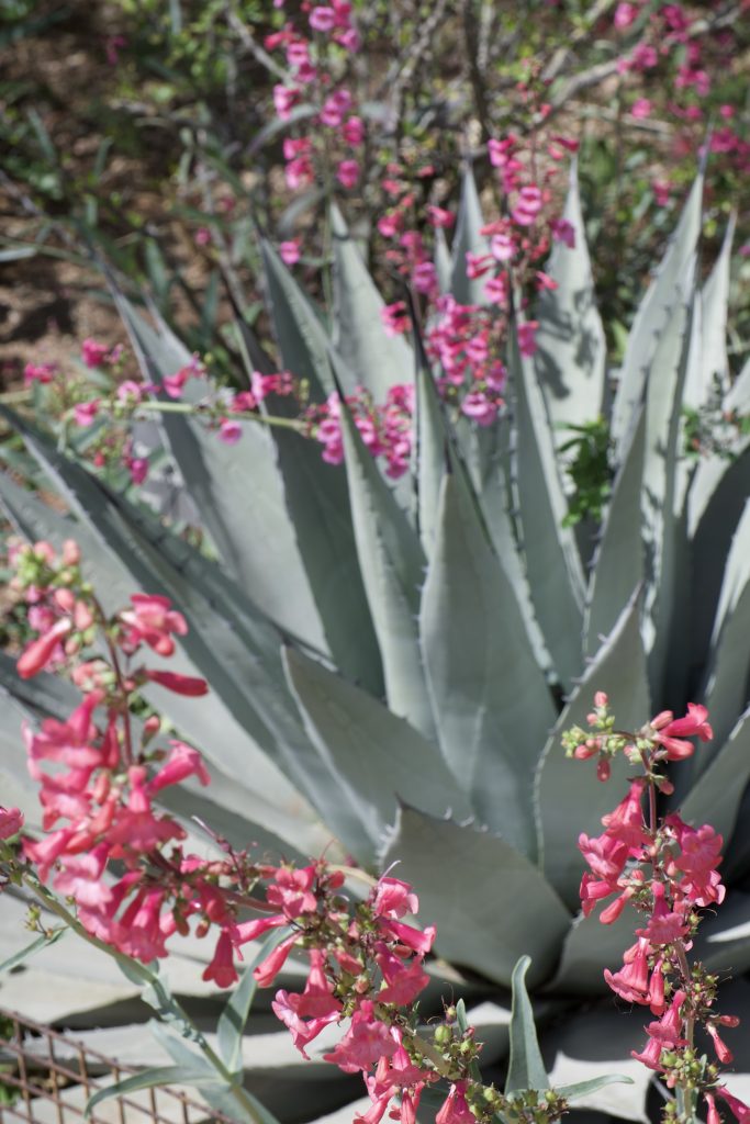 Desert Botanical Garden