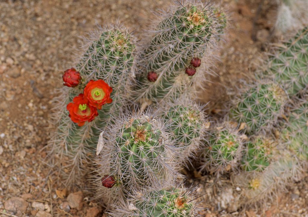 Desert Botanical Garden