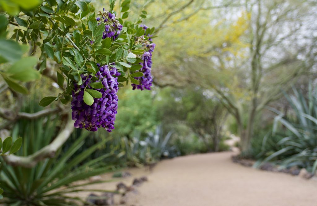 Desert Botanical Garden