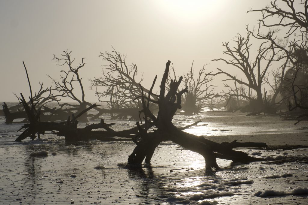 Botany Bay Plantation Heritage Preserve Edisto Island Driftwood Beach SC