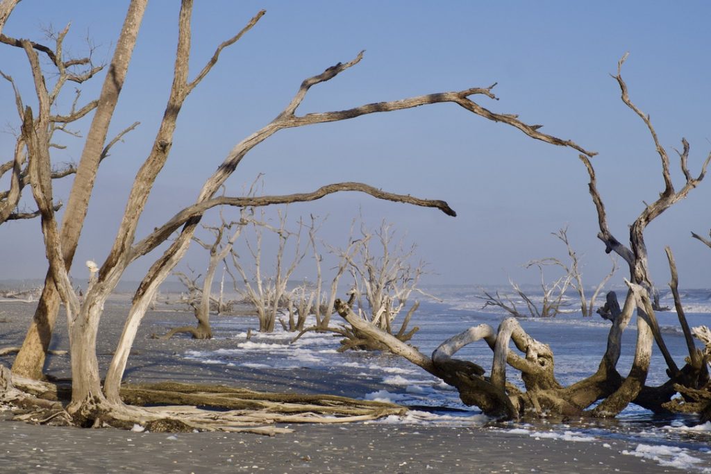 Botany Bay Plantation Heritage Preserve Edisto Island Driftwood Beach SC