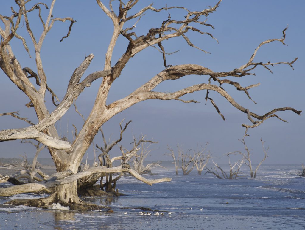 Botany Bay Plantation Heritage Preserve Edisto Island Driftwood Beach SC