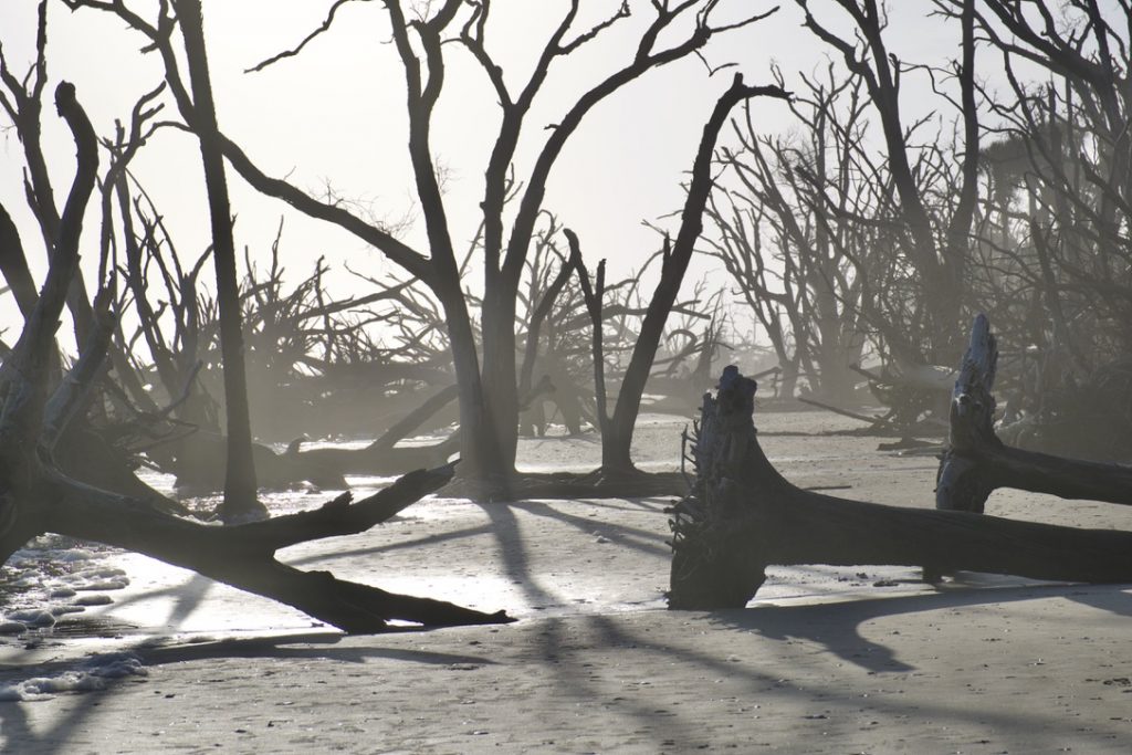 Botany Bay Plantation Heritage Preserve Edisto Island Driftwood Beach SC