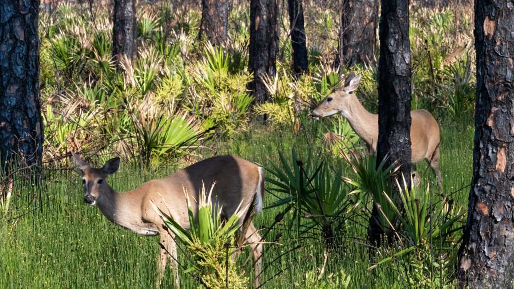 Emerald Coast Florida