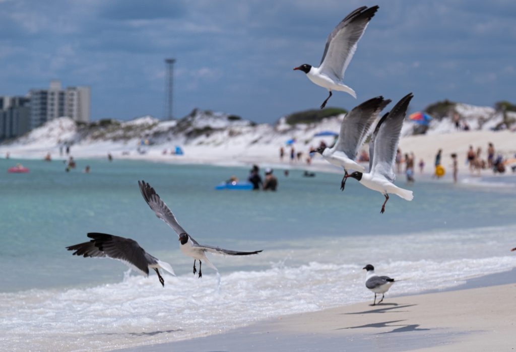 Things to do on the florida panhandle