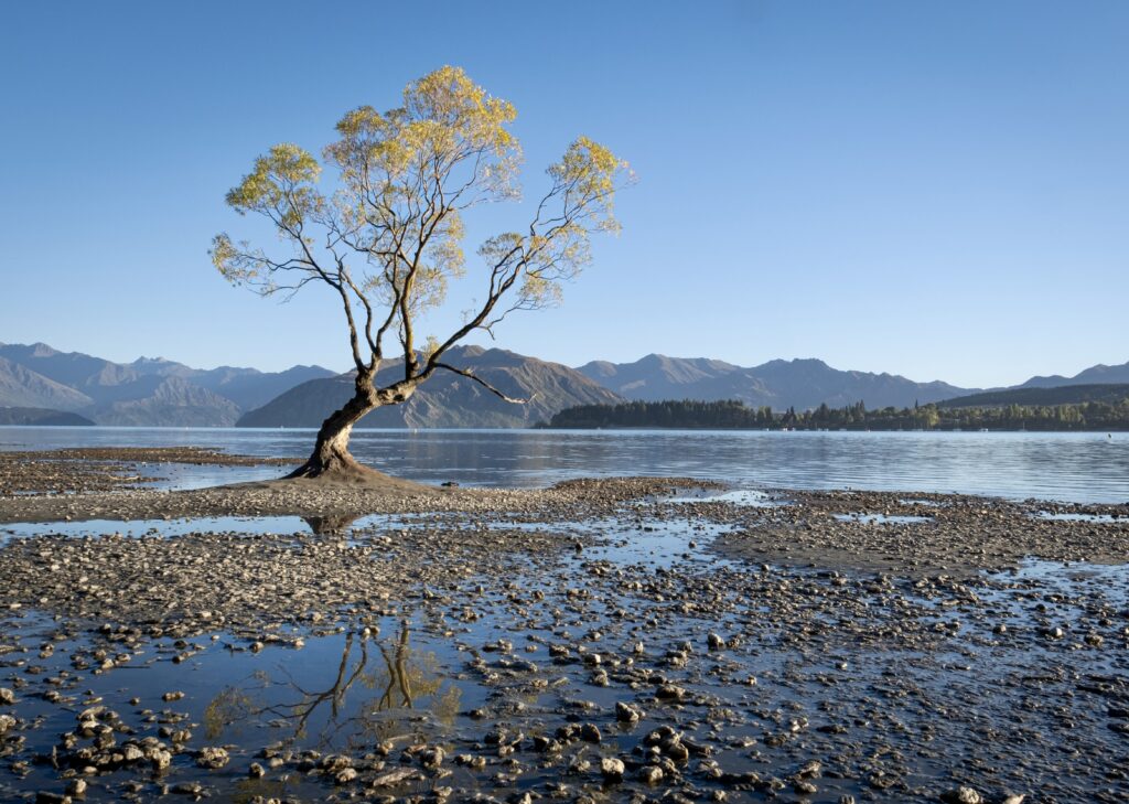 #thatwanakatree