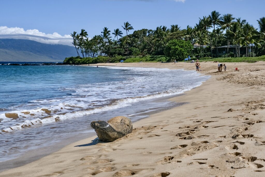 Best Beaches on the Island of Maui